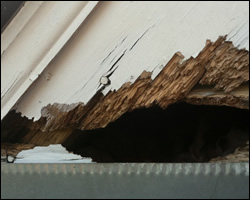 Squirrel damage in Lansdowne VA